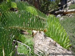 Image of white fir