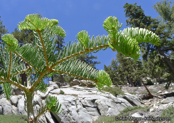 Image of white fir