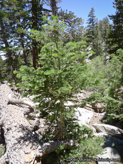 Image of white fir