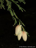 Image of Bastard Cedar