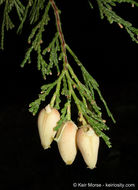 Image of Bastard Cedar