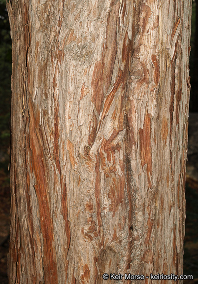 Image of Bastard Cedar