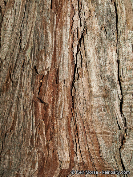 Image of Bastard Cedar