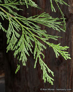 Image of Bastard Cedar