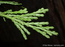 Image of Bastard Cedar