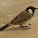 Image of White-eared Bulbul