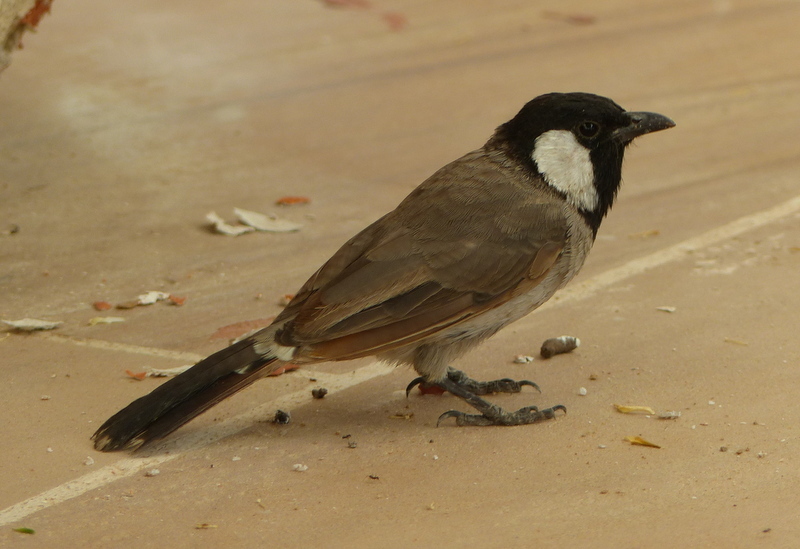 Image of White-eared Bulbul