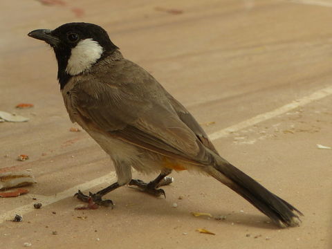 Image of White-eared Bulbul