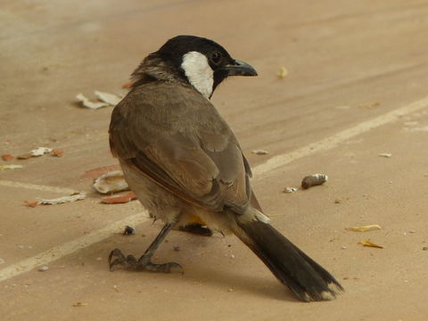 Image of White-eared Bulbul