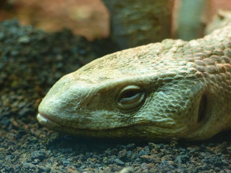 Image of Savannah Monitor