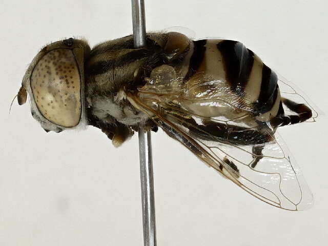 Image of Eristalini