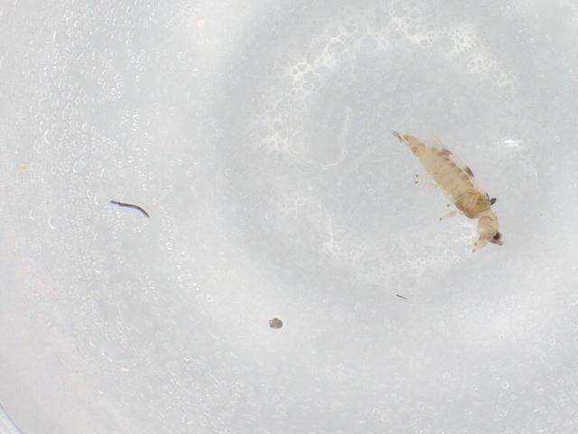 Image of Scolothrips