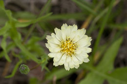 Image of Carolina desert-chicory