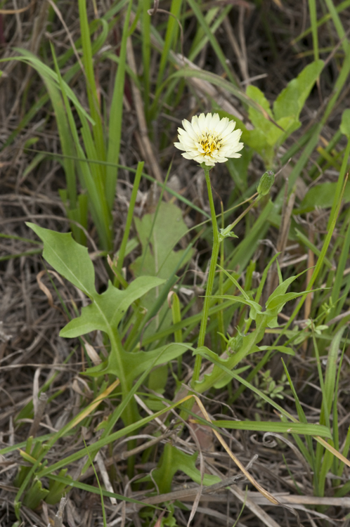 Image of Carolina desert-chicory