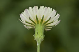 Image of Carolina desert-chicory