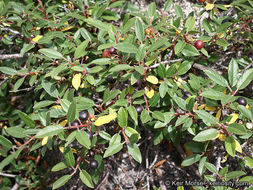 Image de Frangula californica subsp. cuspidata (Greene) J. T. Kartesz & K. N. Gandhi