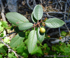 Image de Frangula californica subsp. cuspidata (Greene) J. T. Kartesz & K. N. Gandhi