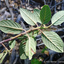 Image of California buckthorn