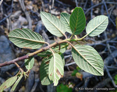 Image de Frangula californica subsp. cuspidata (Greene) J. T. Kartesz & K. N. Gandhi