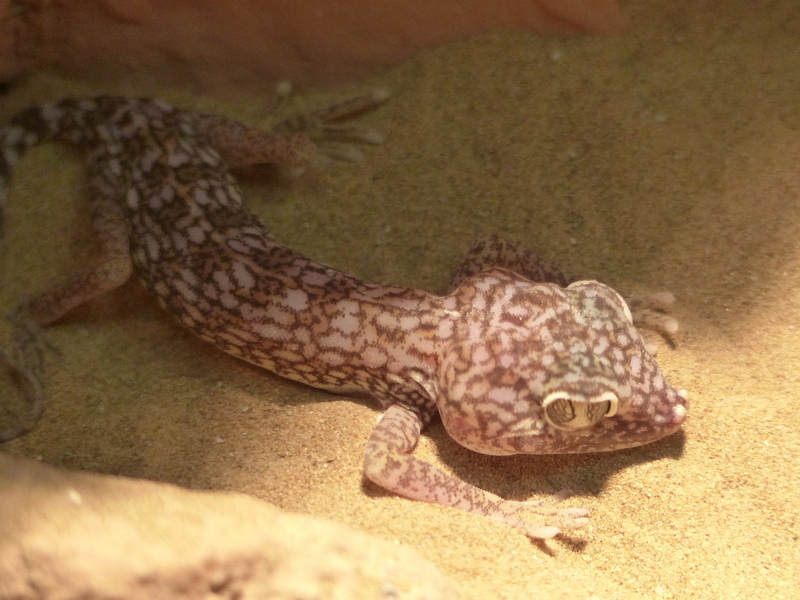 Stenodactylus doriae (Blanford 1874) resmi