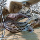 Image of Common wonder gecko