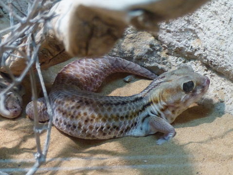 Image de Teratoscincus scincus (Schlegel 1858)