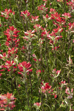 Image of entireleaf Indian paintbrush