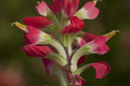 Image of entireleaf Indian paintbrush