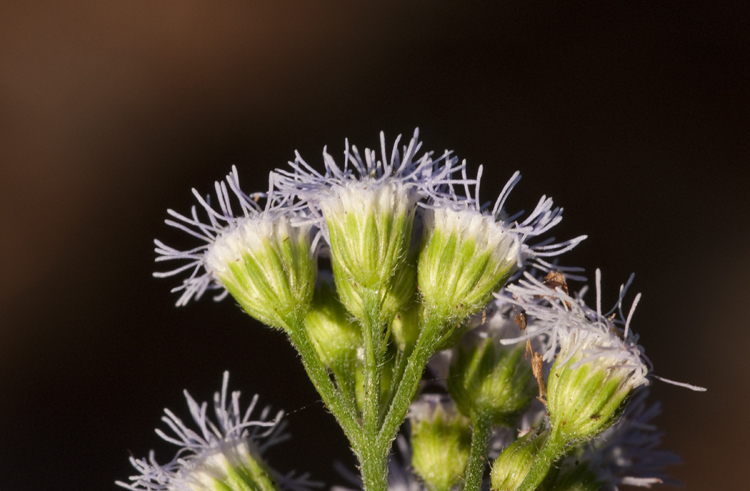 Imagem de Ageratum houstonianum Mill.