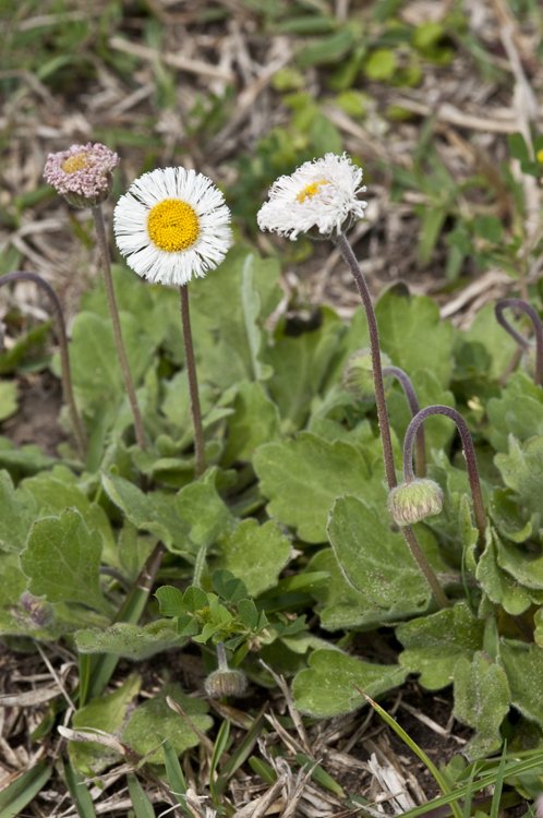 Image of Corpus Christi fleabane