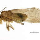 Caeciliusinae resmi