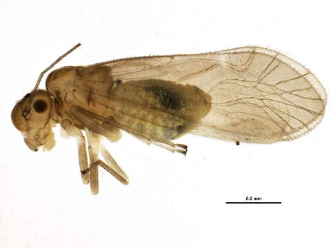 Image of Caeciliusinae