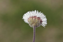 Image of Corpus Christi fleabane