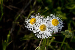 Image de Erigeron philadelphicus L.