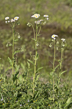 Image of Philadelphia fleabane