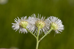 Image de Erigeron philadelphicus L.