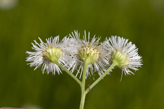 Image of Philadelphia fleabane