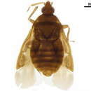 Image of Cardiastethus