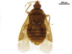 Image of Cardiastethus