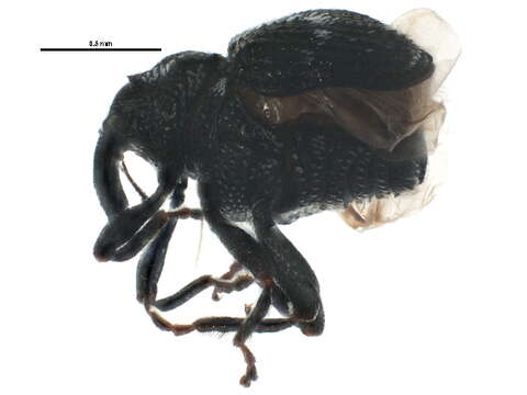 Image of Minute Seed Weevils