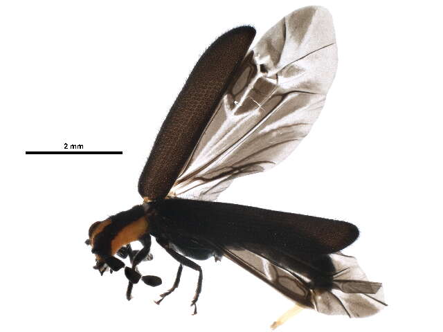 Image of Korynetinae