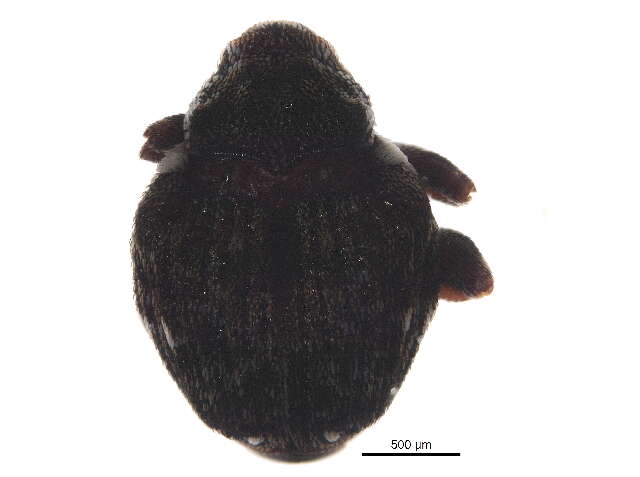 Image of Minute Seed Weevils