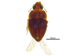 Image of Propalticus