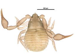 Image of Geogarypidae Chamberlin 1930