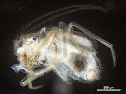 Image of Psilopsocidae