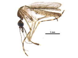 Image of Mimomyia