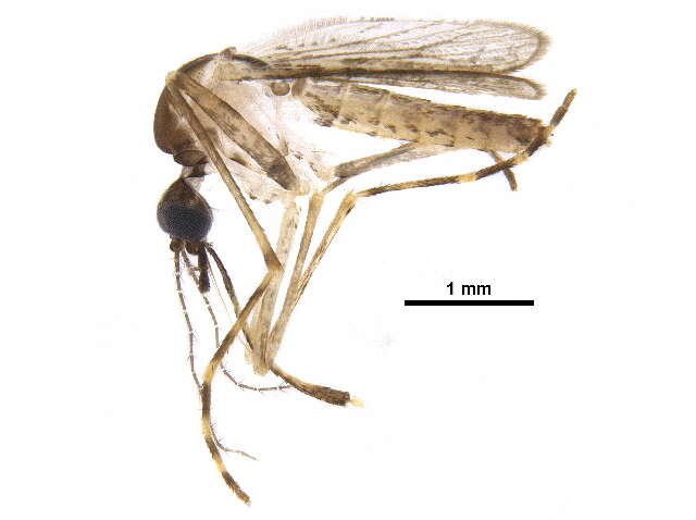 Image of Mimomyia