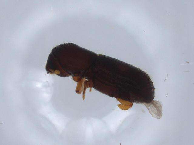 Image of Xyleborinus