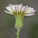 Image of smallflower desert-chicory