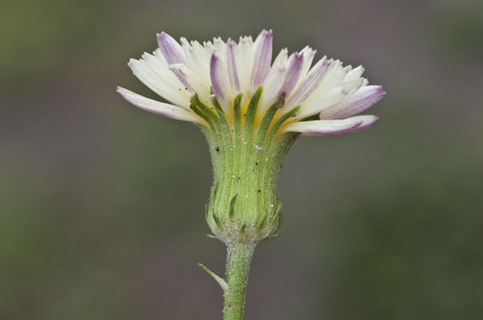 Image de Pyrrhopappus pauciflorus (D. Don) DC.